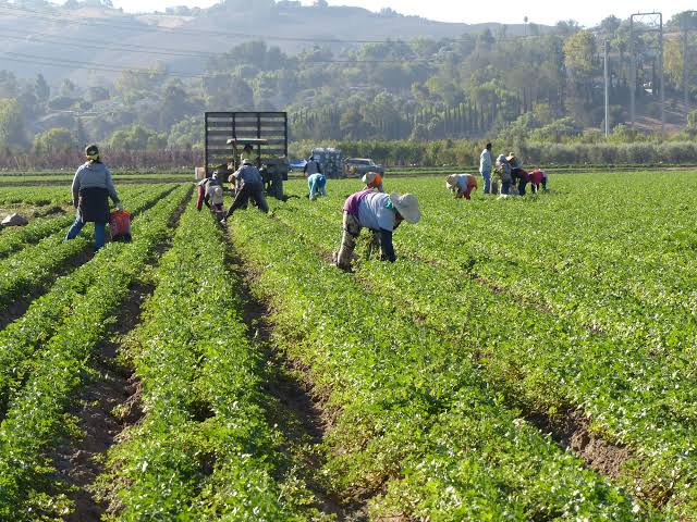 ESG due diligence documentation and smallholder farmer livelihood data for Lakadong turmeric sourcing