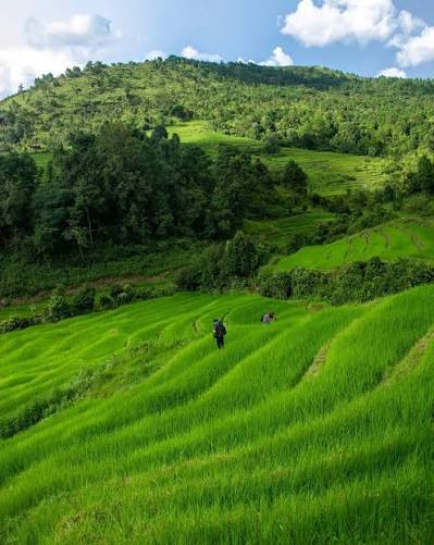 Terraced farmland in the West Jaintia Hills of Meghalaya where Lakadong turmeric is grown
