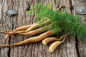 Shatavari root and Asparagus racemosus climbing plant representing women's wellness herbal ingredient sourcing from India