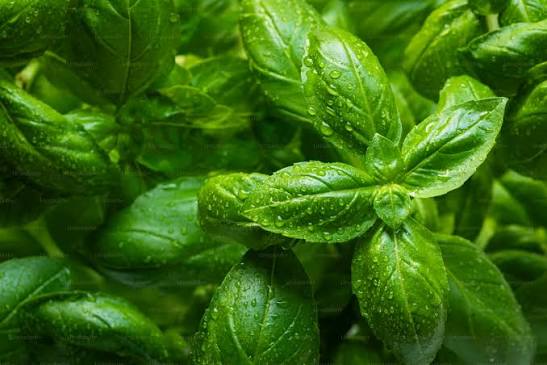 Fresh tulsi (holy basil) leaves, a revered Indian Ayurvedic herb