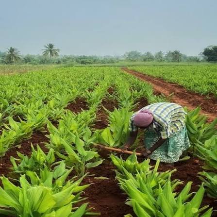 Calendar-style comparison chart showing turmeric harvest and planting months across Indian growing origins