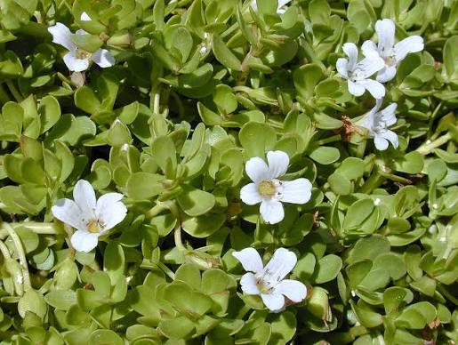 Brahmi plant