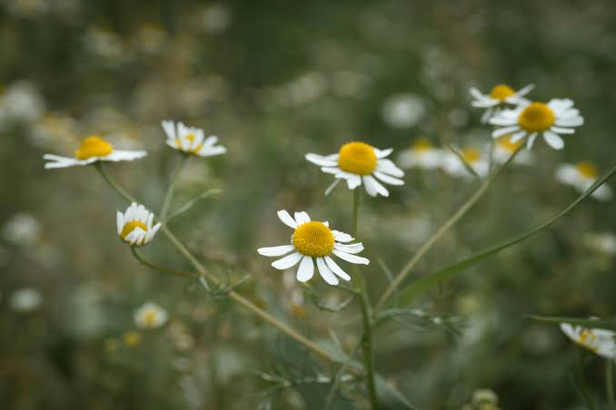 Chamomile flowers dried
