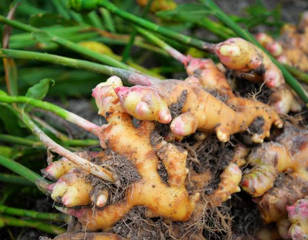 Ginger essential oil root