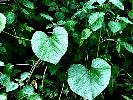 Guduchi plant extract