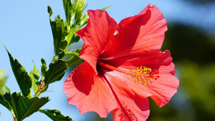 Hibiscus flowers
