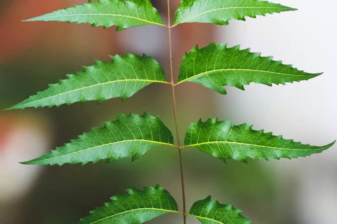 Neem leaf powder