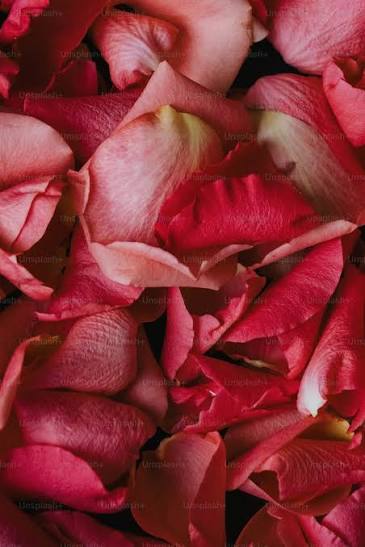 Rose petals dried