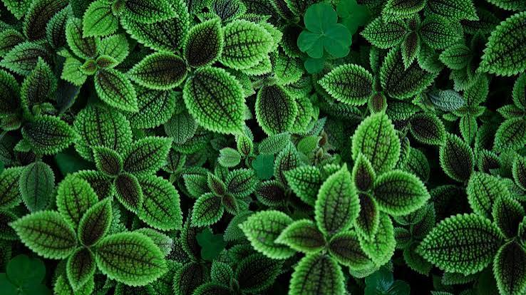 Tulsi Holy Basil fresh leaves