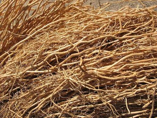 Vetiver root, dried fibers used for steam distillation